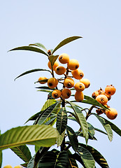 Image showing Medlars  tree