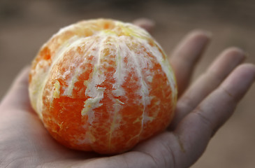 Image showing Hand offering mandarin