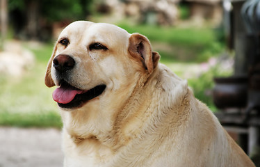 Image showing dog