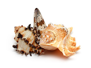 Image showing group of seashells