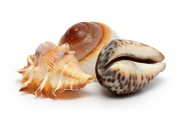 Image showing group of seashells