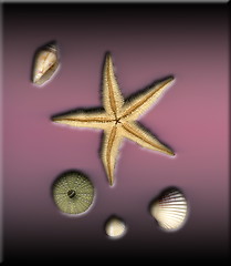 Image showing sea star