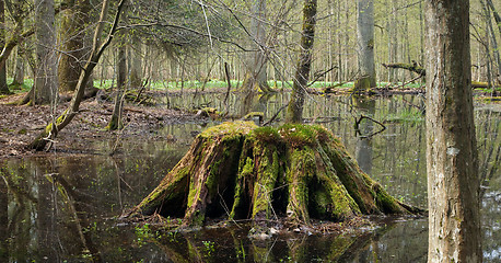 Image showing Springtime wet forest