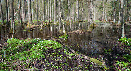 Image showing Stand in springtime with water and anemone flowering