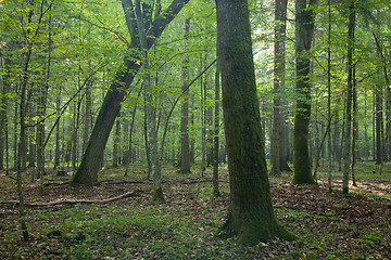 Image showing Deciduous autumnal stand with mossy oak in foreground