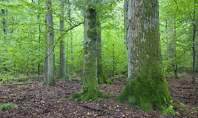 Image showing Old moss wrapped oak in natural foest