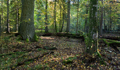 Image showing Autumn forest landscape with broken trees