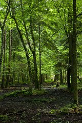 Image showing Wet deciduous stand of Bialowieza Forest in sunlight