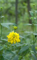 Image showing Yellow flower closeup