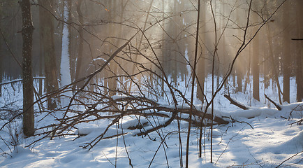 Image showing Beams of ligth over deadwood lying in snow 