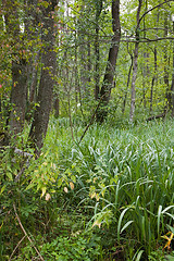 Image showing Marshland plant Acorus Calamus in stand