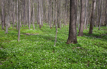 Image showing Fresh green anemone floralbed in springtime