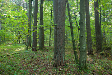 Image showing Shady mixed with some old coniferous pine trees