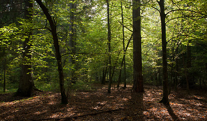 Image showing Shady mixed mainly hornbeam stand