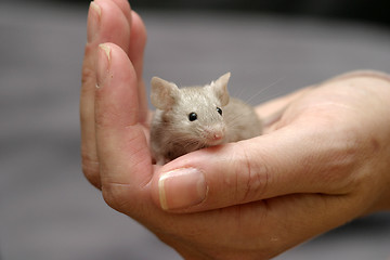 Image showing Mouse in Hand