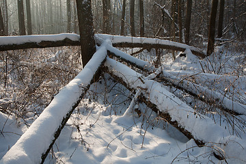 Image showing Winter landscape of natural forest with dead alder tree