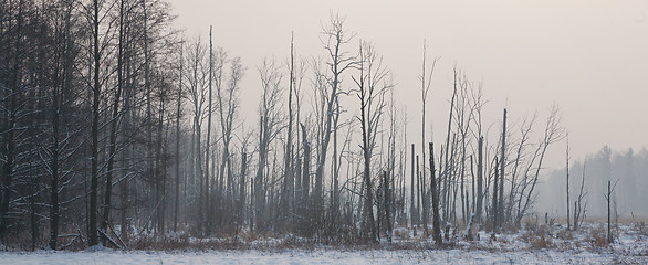 Image showing Sunrise before landscape with riparian forest stand