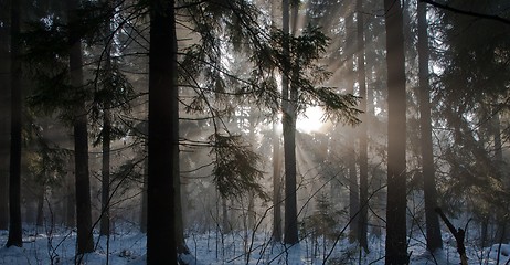 Image showing Winter landscape of coniferous stand