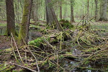 Image showing Springtime wet mixed forest with standing water