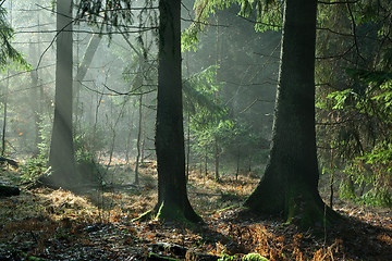 Image showing Misty autumnal coniferous stand