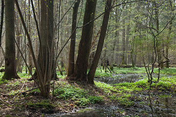 Image showing Copse in springtime with water and anemone flowering