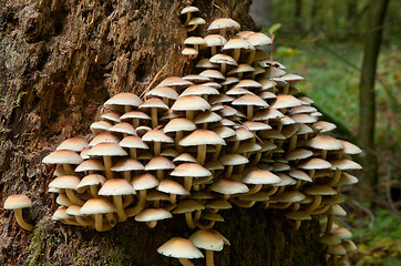 Image showing Bunch of autumnal fungi closeup