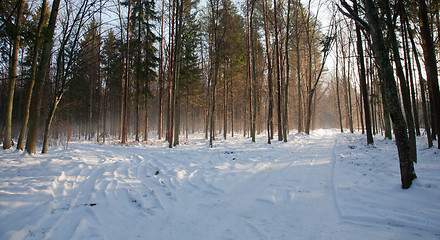 Image showing Parting of the ways inside misty forest