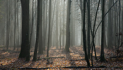 Image showing Early springtime deciduous stand