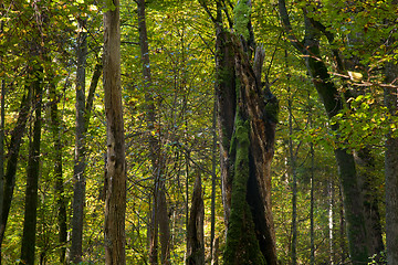 Image showing Natural mainly deciduous stand of Bialowieza Forest