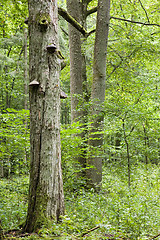 Image showing Old oak tree and hornbeam