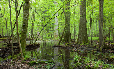 Image showing Springtime deciduous forest with standing water