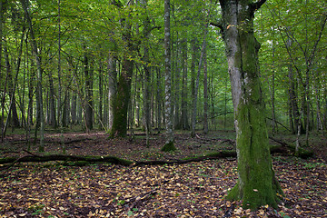 Image showing Deciduous stand with mossy hornbeam