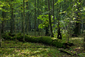 Image showing Moss wrapped part of broken oak lying