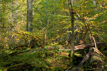 Image showing Old broken tree in shadow of deciduous stand