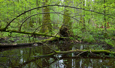 Image showing Springtime wet deciduous forest with standing water