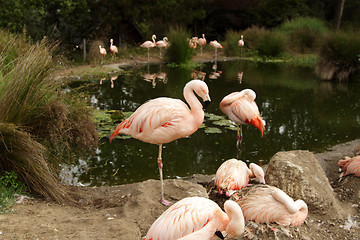 Image showing Flamingos in the zoo