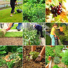 Image showing Gardening