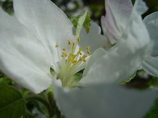 Image showing apple bloom