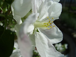 Image showing apple bloom