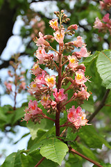 Image showing Chestnut tree blossom