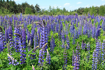 Image showing Lupin flowers