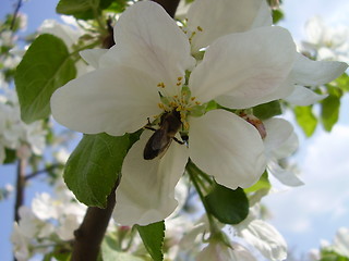 Image showing apple bloom