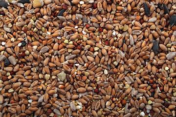 Image showing Wild bird food