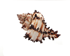 Image showing Sea shell