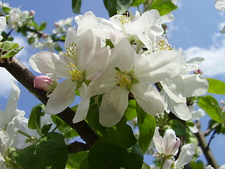 Image showing apple bloom