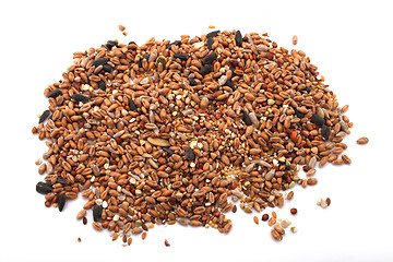 Image showing Wild bird food