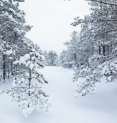 Image showing Forest and field under the snow on cold winter day