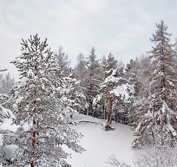 Image showing Forest and field under the snow on cold winter day