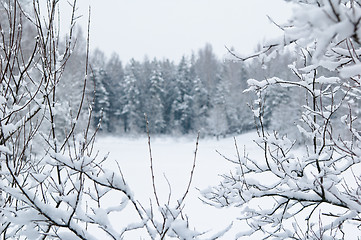 Image showing Forest and field under the snow on cold winter day