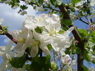 Image showing apple bloom